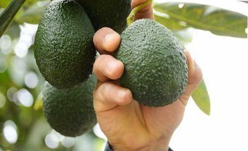 El tamaño del bebé con 16 semanas de embarazo es como un aguacate