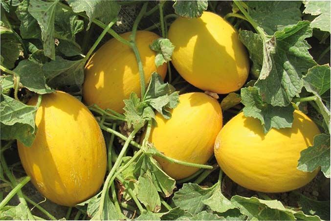 el tamaño del bebe es como un melon amarillo