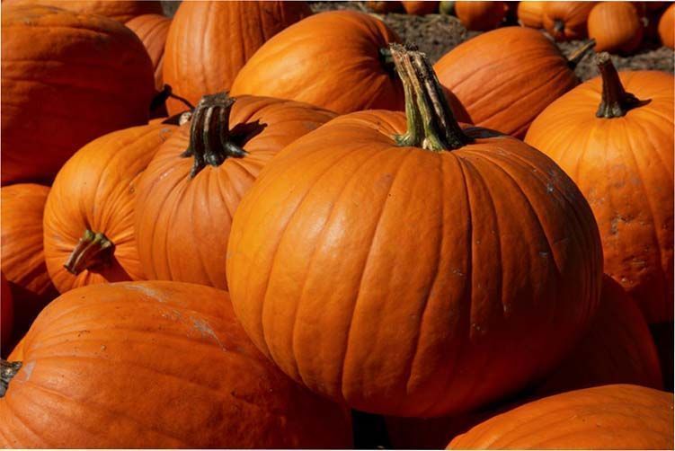 39 semanas de embarazo el bebe esta como una calabaza grande